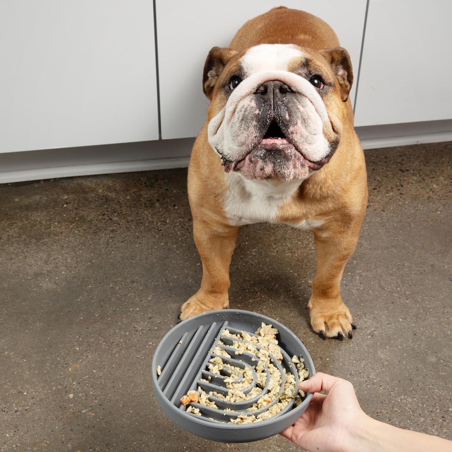 Should We Go? Slow Feeder for Dogs & Puppies, The Slowdown Bowl Silicone Slow Eating, Modern Lick Mat Design, Reduces Gulping, Fits 2 Cups, 7.5” Across x 1.5” Tall, Mealtime Challenge, Medium-Blush
