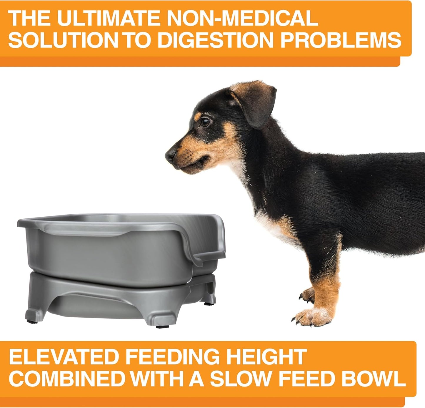 Neater Feeder Express Mess Proof Dog Bowls Elevated for Small Breeds under 15 Lb, Made in USA, No Spill Raised Dog Food Bowl Stand, Stainless Steel Food and Water Bowl Set, Feeding Station, Cappuccino