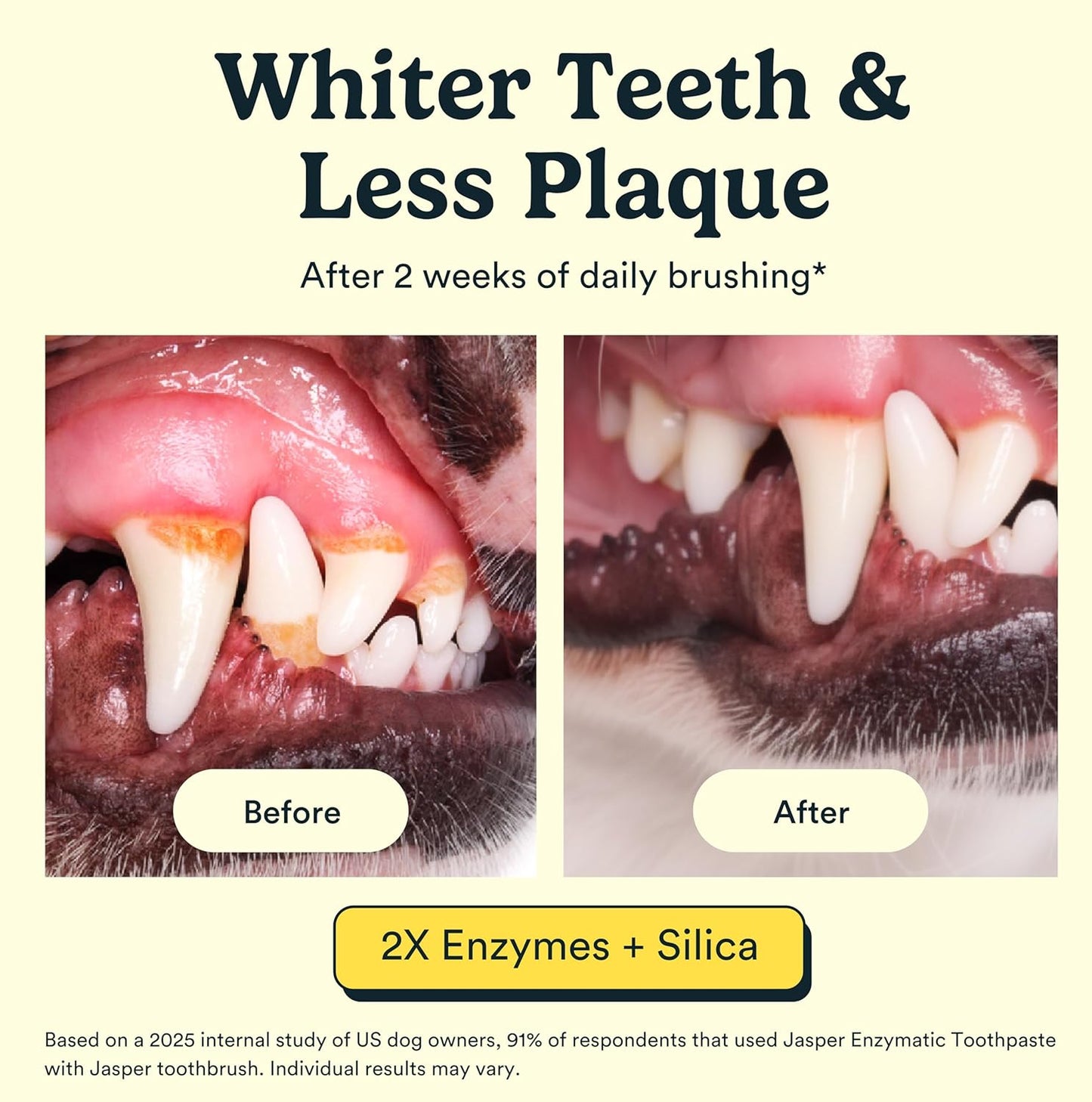 Jasper Dog Tooth Brushing Kit and Dog Toothpaste Kit 360 Dog Toothbrush Enzymatic Plaque Remover Improves Bad Breath Natural Pet Toothpaste Dog Toothbrush and Toothpaste 2 oz Chicken Flavor