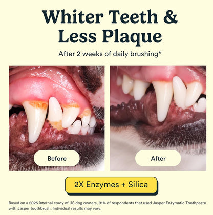 Jasper Dog Tooth Brushing Kit and Dog Toothpaste Kit 360 Dog Toothbrush Enzymatic Plaque Remover Improves Bad Breath Natural Pet Toothpaste Dog Toothbrush and Toothpaste 2 oz Chicken Flavor