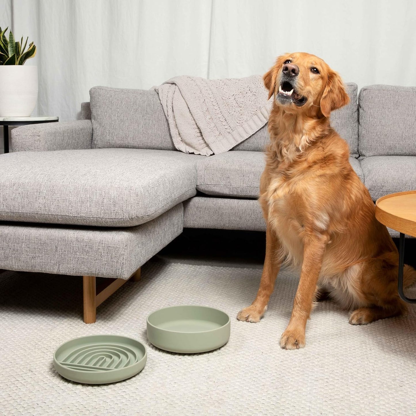 Should We Go? Dog Water Bowl - The Perfect Dish No-Spill, Less Mess Non-Tippable Water & Food Bowl, Pure Silicone with Suction Cup Fits 5 Cups 7.5" Across x 2.25" Tall, Ideal for All Pets, Medium-Sage