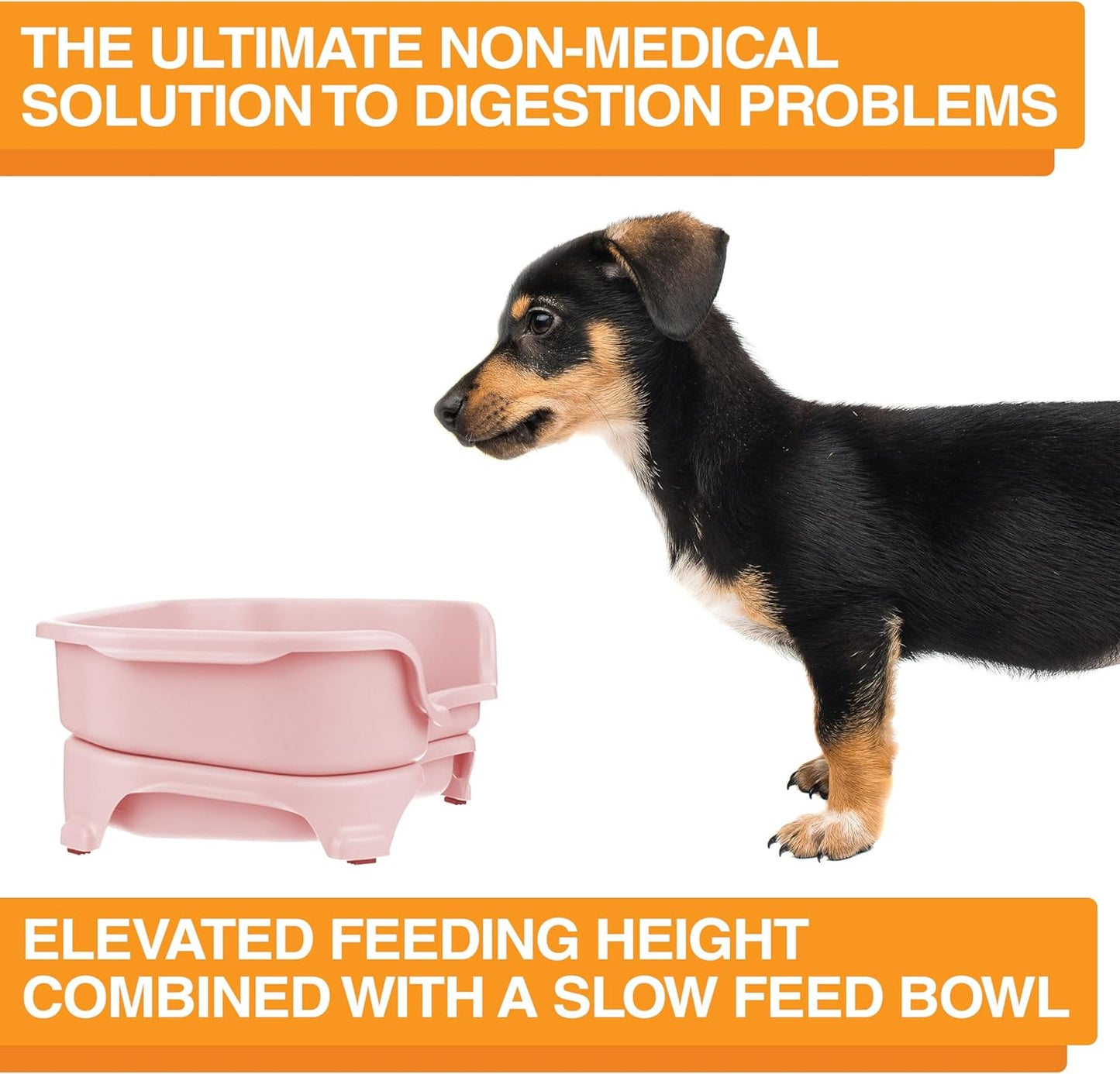Neater Feeder Express Mess Proof Dog Bowls Elevated for Small Breeds under 15 Lb, Made in USA, No Spill Raised Dog Food Bowl Stand, Stainless Steel Food and Water Bowl Set, Feeding Station, Cappuccino