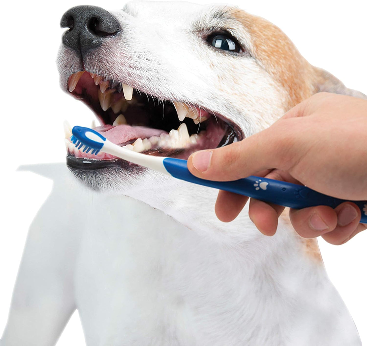 Nylabone Advanced Oral Care Natural Dog Dental Kit Peanut Flavor 2.5 oz.