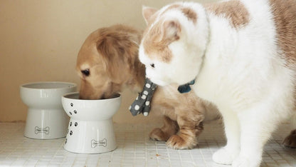 Necoichi Raised Dog Food Bowl, Elevated, for Dogs and Cats, Pets Feeding Feeder Non-Slip for Small Dogs Dishwasher and Microwave Safe, No.1 Seller in Japan! (Dog, Extra Wide Tilted)