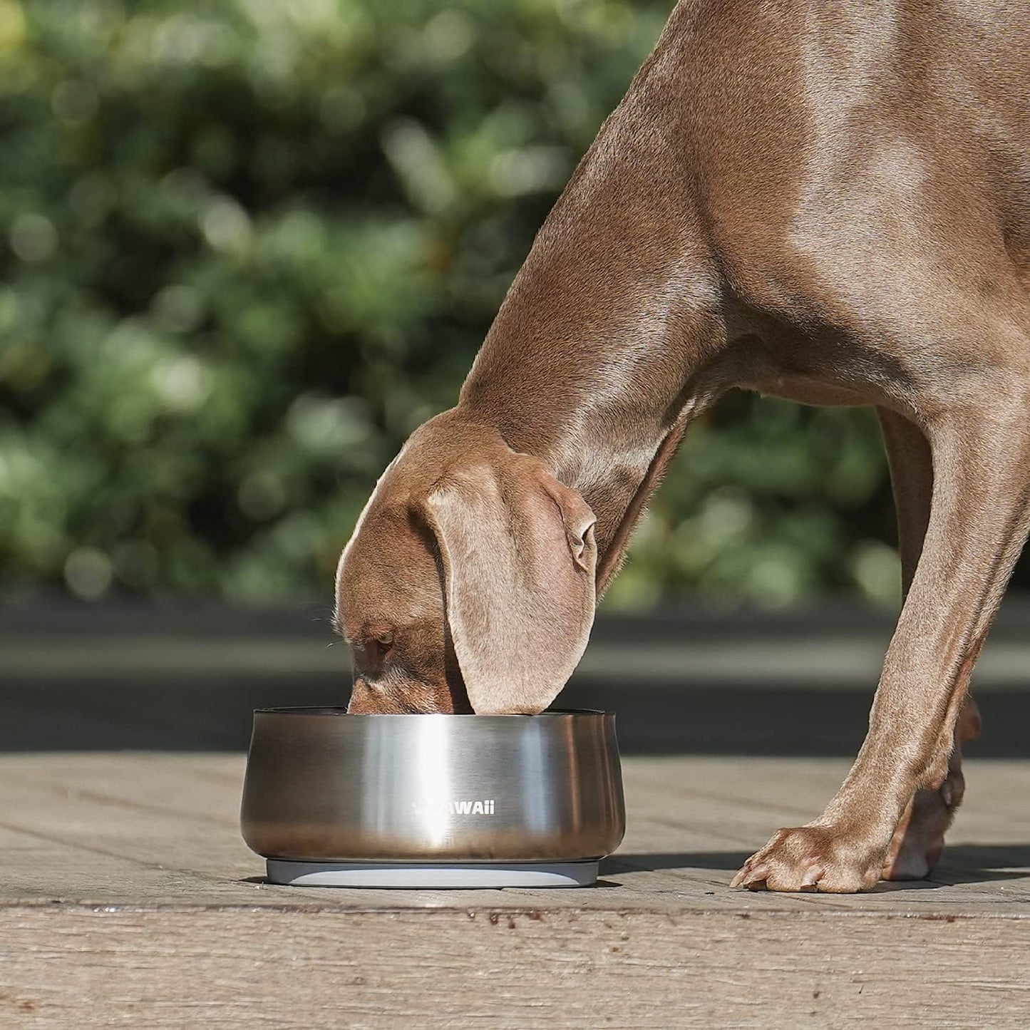 Pawaii Dog Bowl, 34 oz Double-Wall Stainless Steel Food and Water Bowl, Non-Slip Rubber Base, Dishwasher Safe, ID Tag Included, (1 Pack)