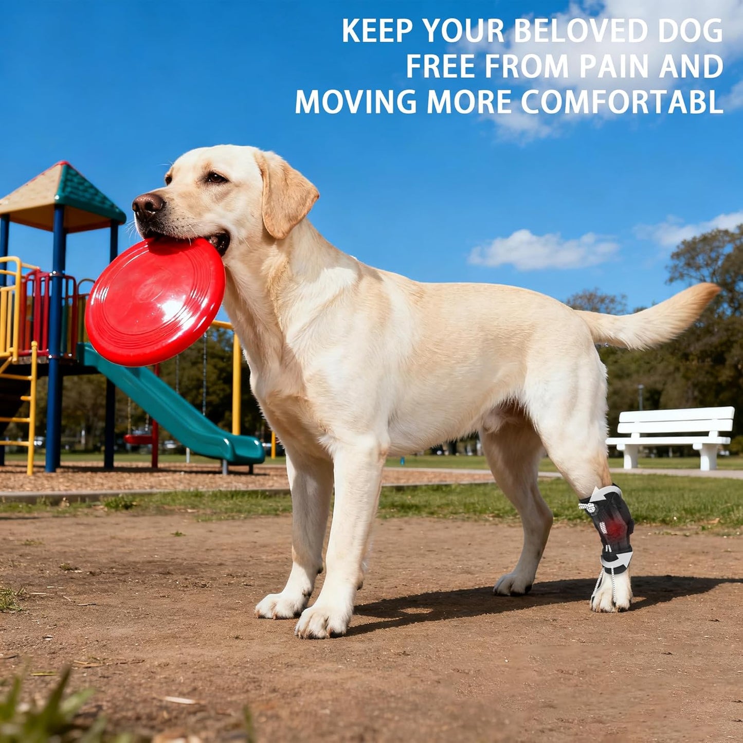 Dog Knuckling Brace, Dog Toe Grips for ACL Injury, Hock Fracture, Arthritis & Meniscus Tears, Rear Legs, L