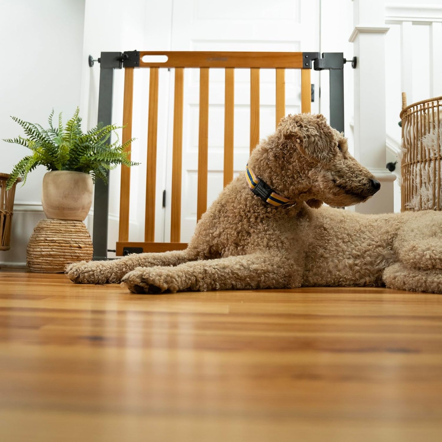 Ingenuity Ingenuity Thruway 60XW Series Extra Wide Safety Pet&Baby Gate,30"-60" Wide,26" Tall,Pressure or Hardware Mounted,Install Wall to Wall in Doorway or Stairway–Honey Oak Stained Wood&Metal