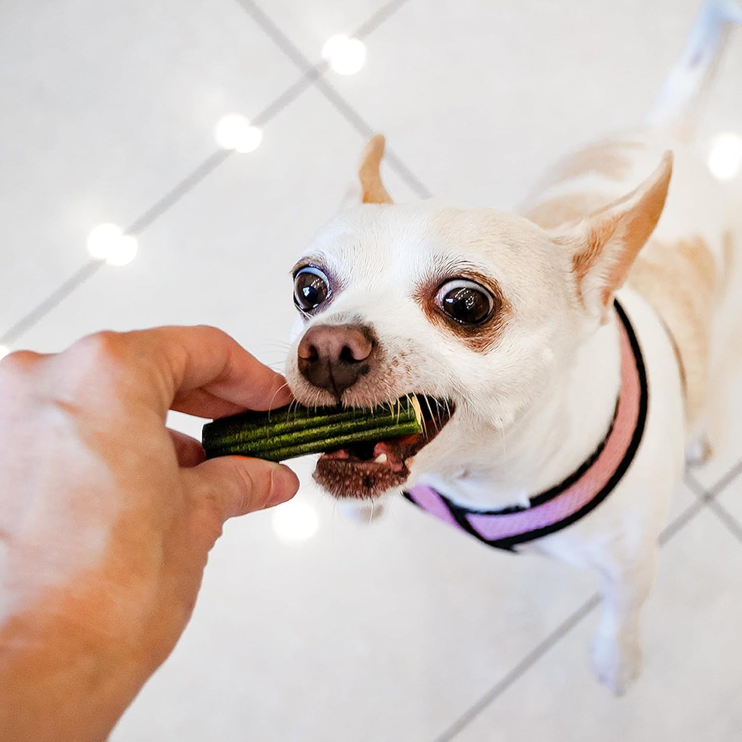 Ark Naturals Soft Brushless Toothpaste, Dog Dental Chews for Small Breeds, Freshens Breath, Unique Texture Helps Reduce Plaque & Tartar, 12oz, 1 Pack