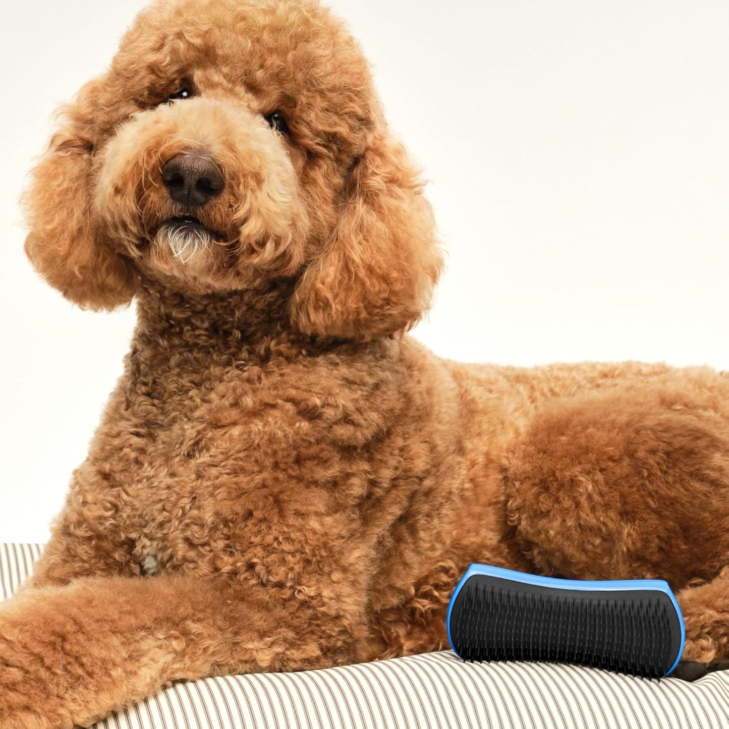Pet Teezer Detangling Dog Grooming Brush, Dog Bath Brush for Long Haired Breeds and Wet or Dry Fur, Large, Navy & Orange