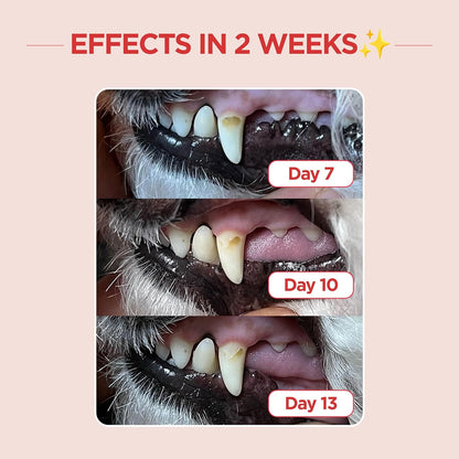 JAYU PET Dental Care Brush with Soft Bristles 1ea - Dog Toothbrush, Cat Toothbrush, Dental Care for Kitten and Small Dogs, Removing Old Plaque and Tartar, Easy Cleaning