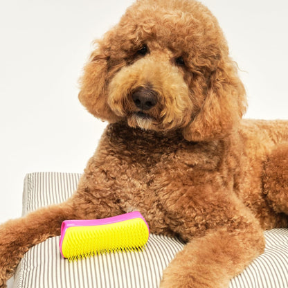 Pet Teezer Detangling Dog Grooming Brush, Dog Bath Brush for Long Haired Breeds and Wet or Dry Fur, Large, Navy & Orange