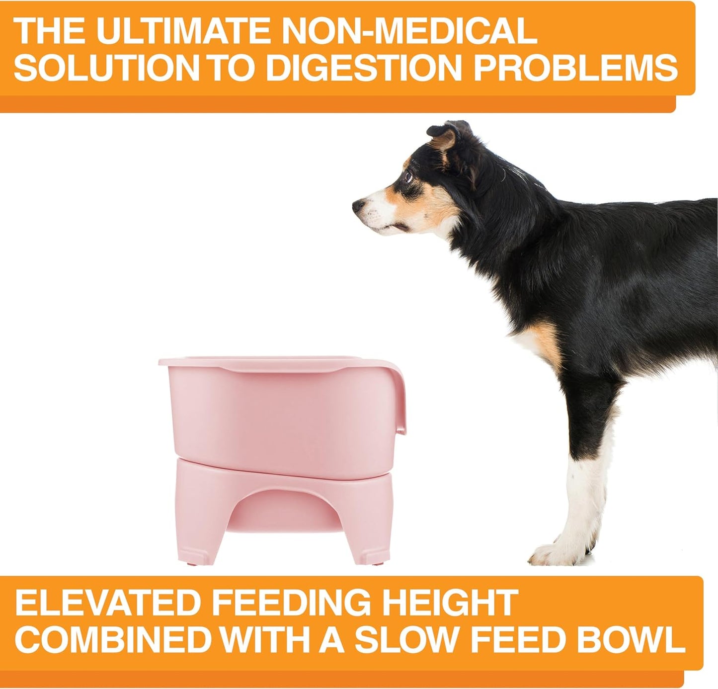 Neater Feeder Express Mess Proof Dog Bowls Elevated for Small Breeds under 15 Lb, Made in USA, No Spill Raised Dog Food Bowl Stand, Stainless Steel Food and Water Bowl Set, Feeding Station, Cappuccino