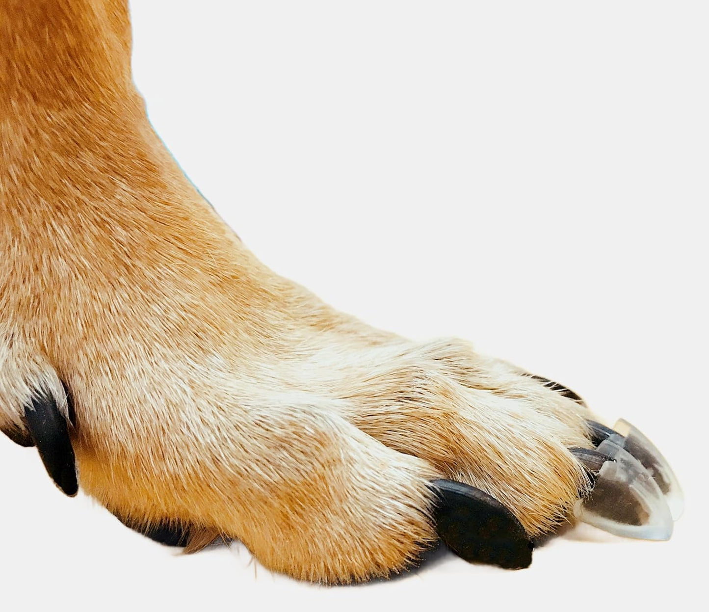 Dr. McHenry's Dog Toe Treads, Set of 24, Adhesive, Cleaning Brush, Increased Traction, Dog Mobility Support, X-Large Kit- Weight: 60-150 lbs. 1.6 oz.