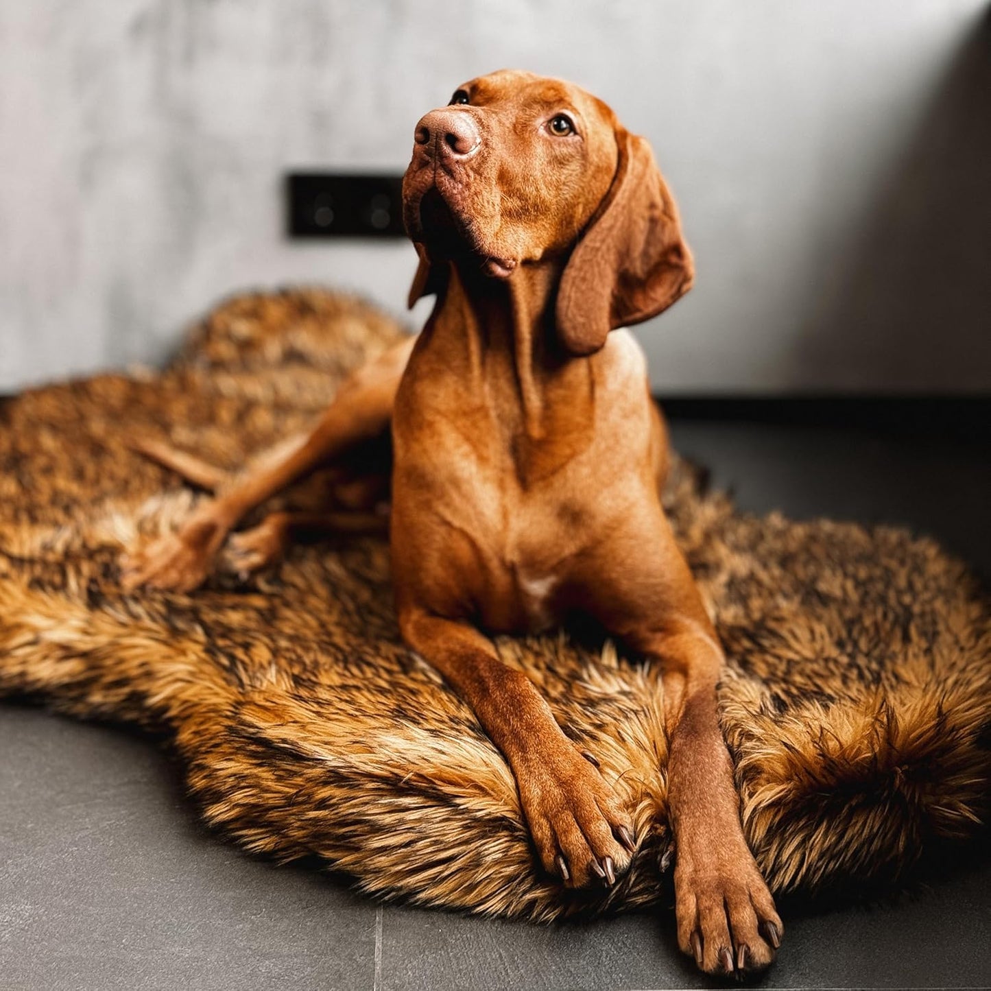 IHAPPYDOG Luxury Faux Fur Orthopedic Dog Bed, Memory Foam Dog Bed for Small, Medium, Large and XL Pets, Fluffy Pet Bed with Waterproof and Washable Cover (White w/Brown Tips, 50"x30")