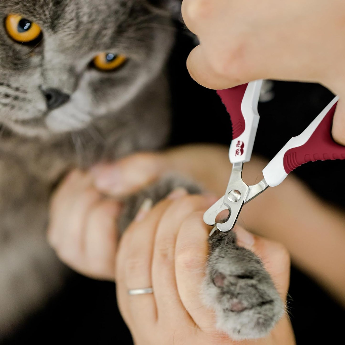 Mr. Pen- Cat Nail Clipper, Stainless Steel, Professional Sharp Cat Claw Trimmer for Small and Medium Cats, Pet Nail Clipper with Sturdy Non Slip Handle