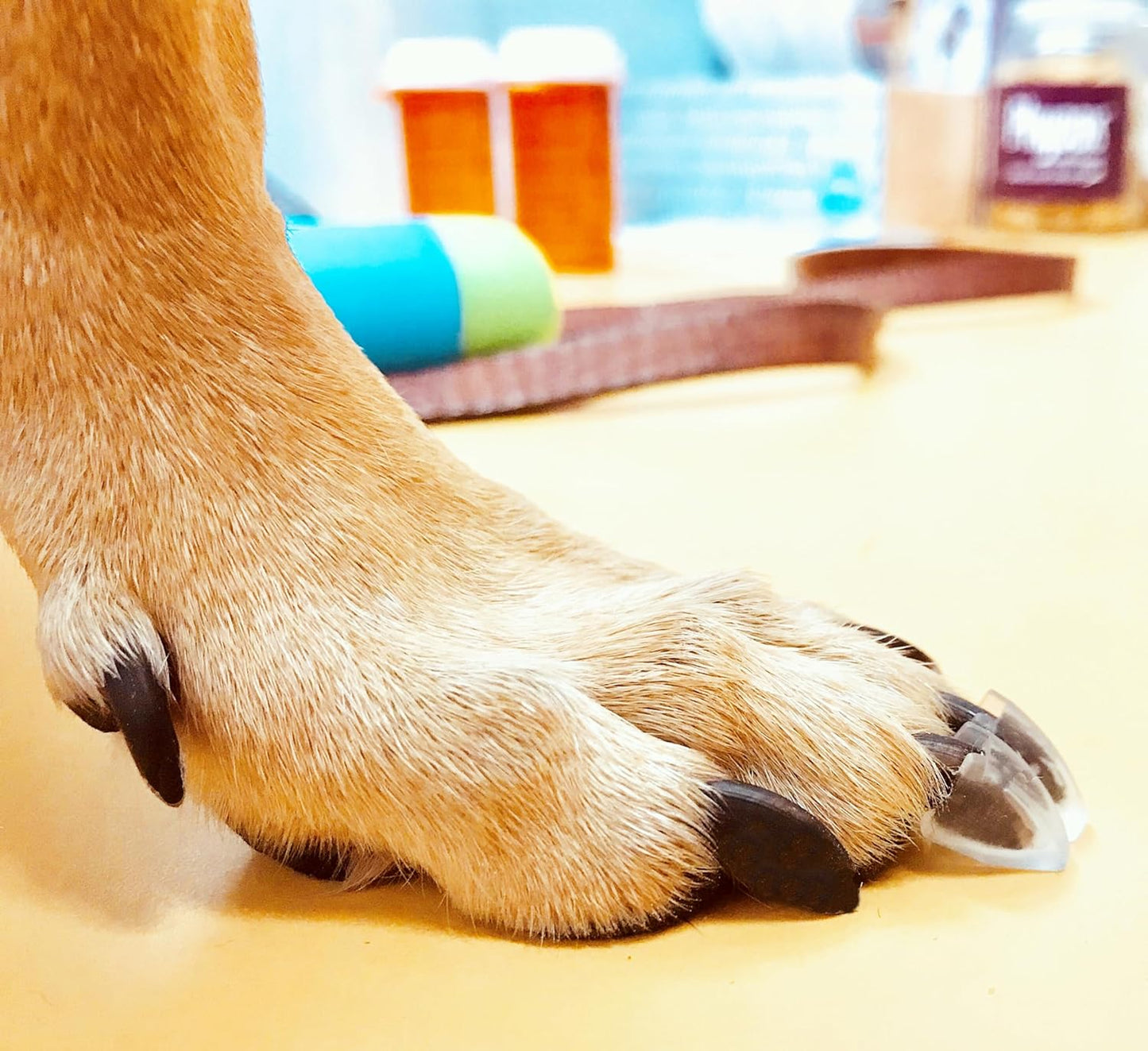 Dr. McHenry's Dog Toe Treads, Set of 24, Adhesive, Cleaning Brush, Increased Traction, Dog Mobility Support, X-Large Kit- Weight: 60-150 lbs. 1.6 oz.