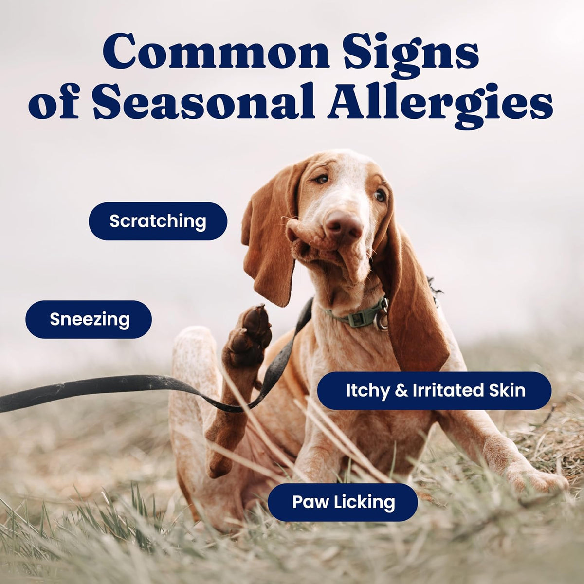 Solid Gold Dog Allergy Chews for Itchy Skin & Immune Support