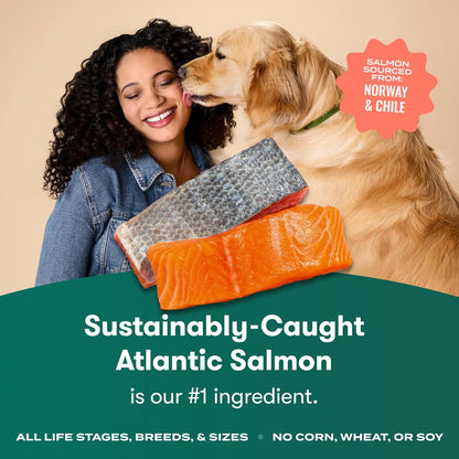 Dry Dog Food - Grass-Fed Beef, Brown Rice & Sweet Potato, 4lb