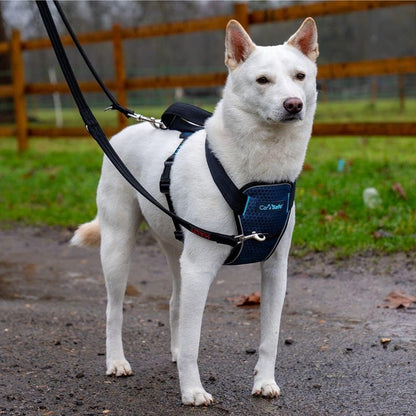 CarSafe Crash Tested Dog Safety Harness | Size M