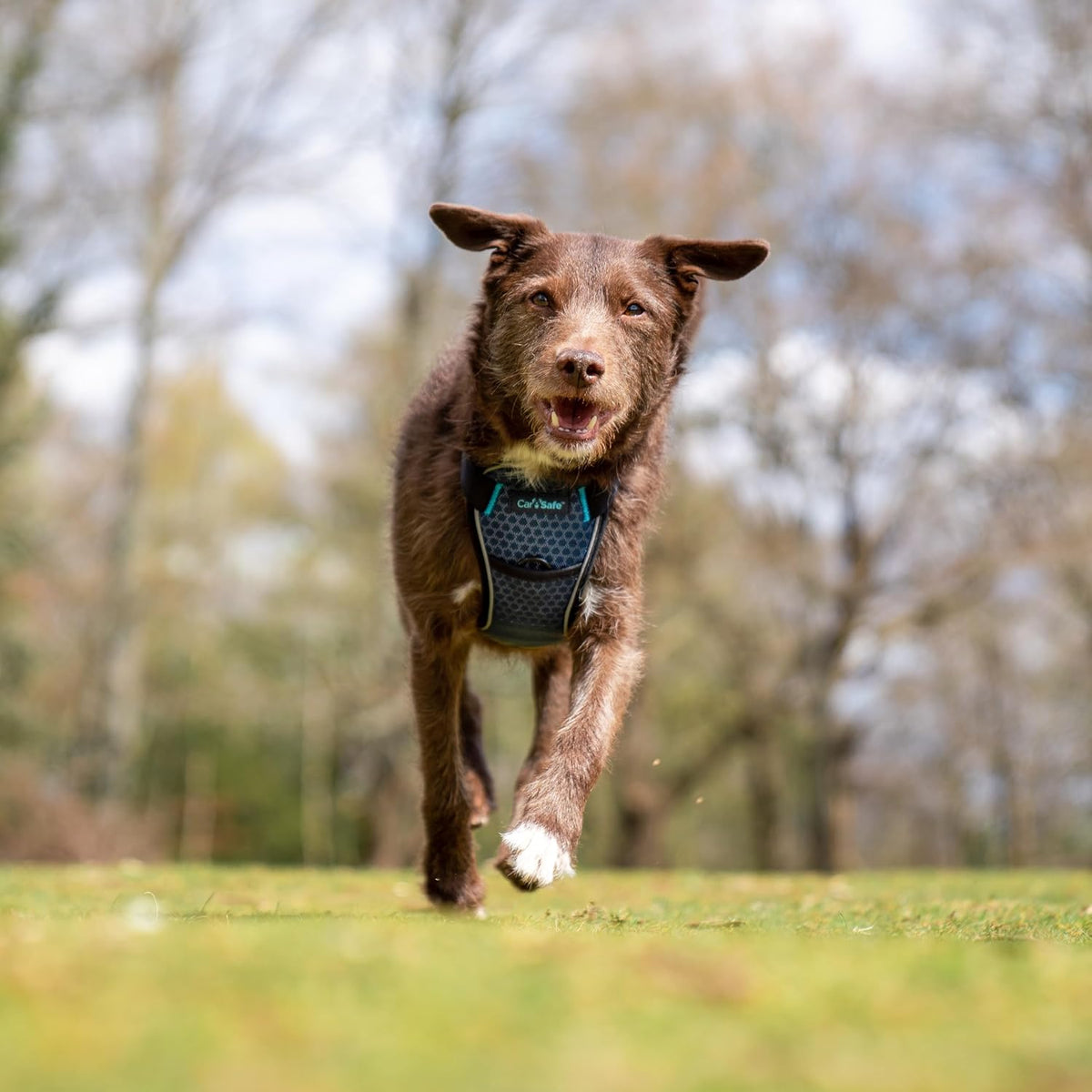 CarSafe Crash Tested Dog Safety Harness | Size M