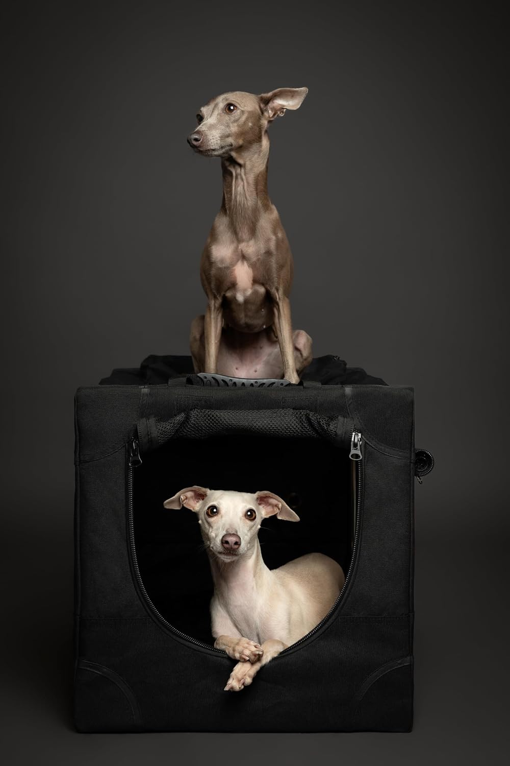 Collapsible Dog Crate 42 Inch, XXL Dog Crate for XXL, XL, Large Breeds, Travel Kennel for Car, Includes Pet Mat for Pet Cage, 2 Storage Pockets, Handbag, 10mm Locking Zippers 42 * 31 * 31