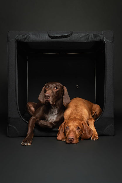 Collapsible Dog Crate 42 Inch, XXL Dog Crate for XXL, XL, Large Breeds, Travel Kennel for Car, Includes Pet Mat for Pet Cage, 2 Storage Pockets, Handbag, 10mm Locking Zippers 42 * 31 * 31