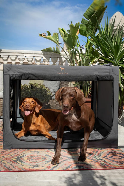 Collapsible Dog Crate 42 Inch, XXL Dog Crate for XXL, XL, Large Breeds, Travel Kennel for Car, Includes Pet Mat for Pet Cage, 2 Storage Pockets, Handbag, 10mm Locking Zippers 42 * 31 * 31