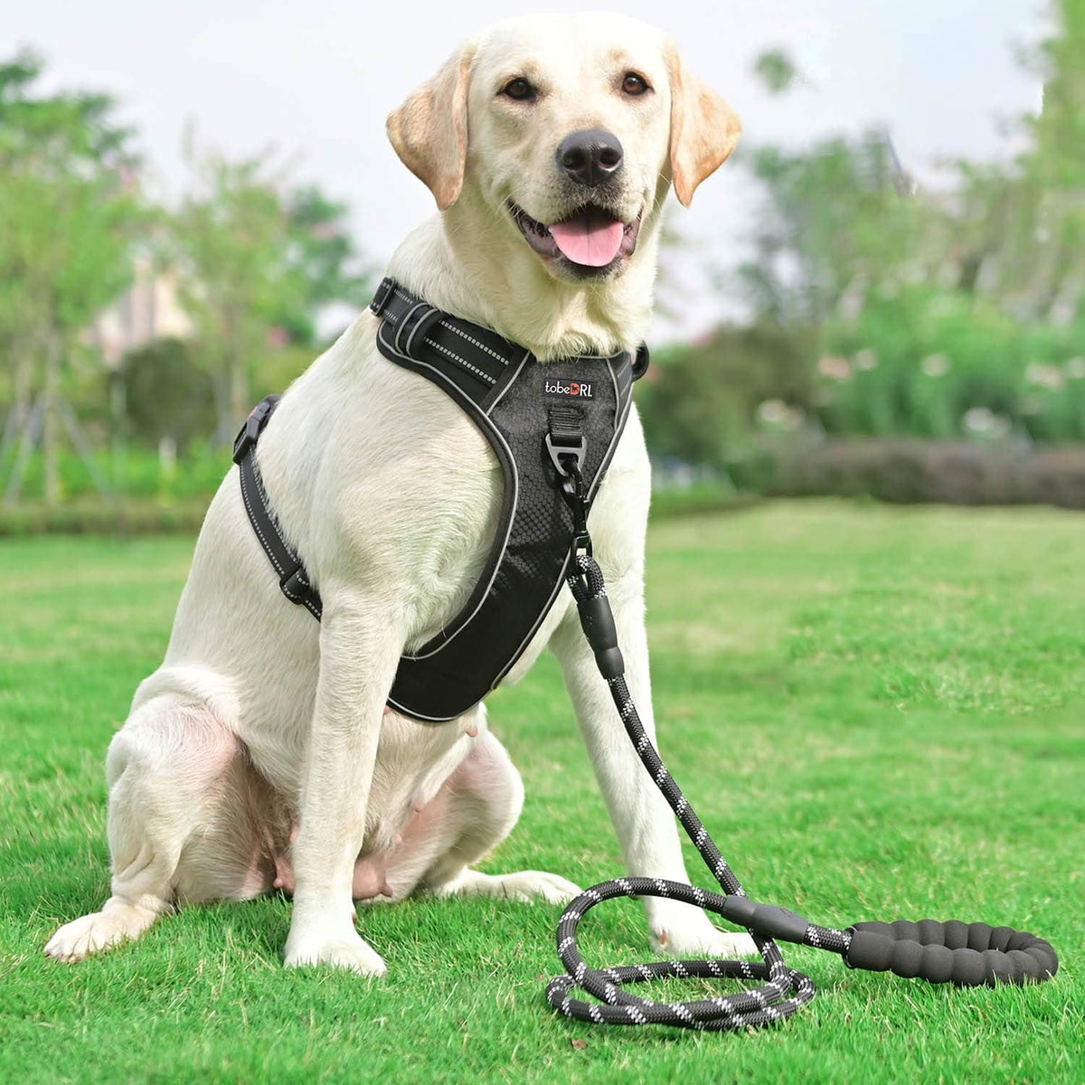 No Pull Dog Harness Adjustable Reflective Oxford Easy Control Medium Large Dog Harness with A Free Heavy Duty 5ft Dog Leash, Blue, L