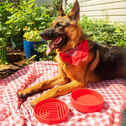 Should We Go? Slow Feeder for Dogs & Puppies, The Slowdown Bowl Silicone Slow Eating, Modern Lick Mat Design, Reduces Gulping, Fits 2 Cups, 7.5” Across x 1.5” Tall, Mealtime Challenge, Medium-Blush