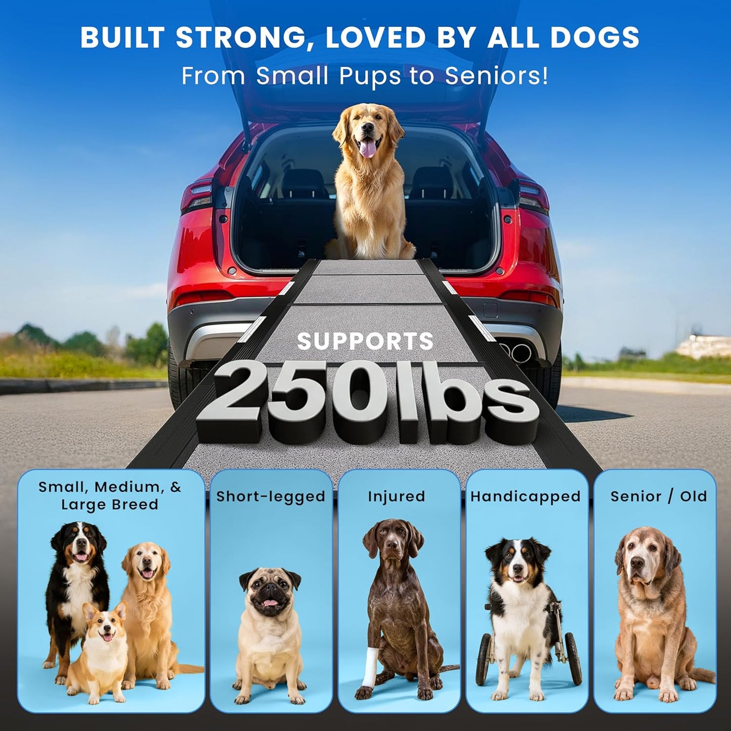 Portable Dog Ramp for Car – Foldable Dog Car Ramp for Truck, SUV, High Bed & Sofa with Anti-Slip Feet & Traction Carpet – Small to Large Breeds (63" Long & 17" Wide)