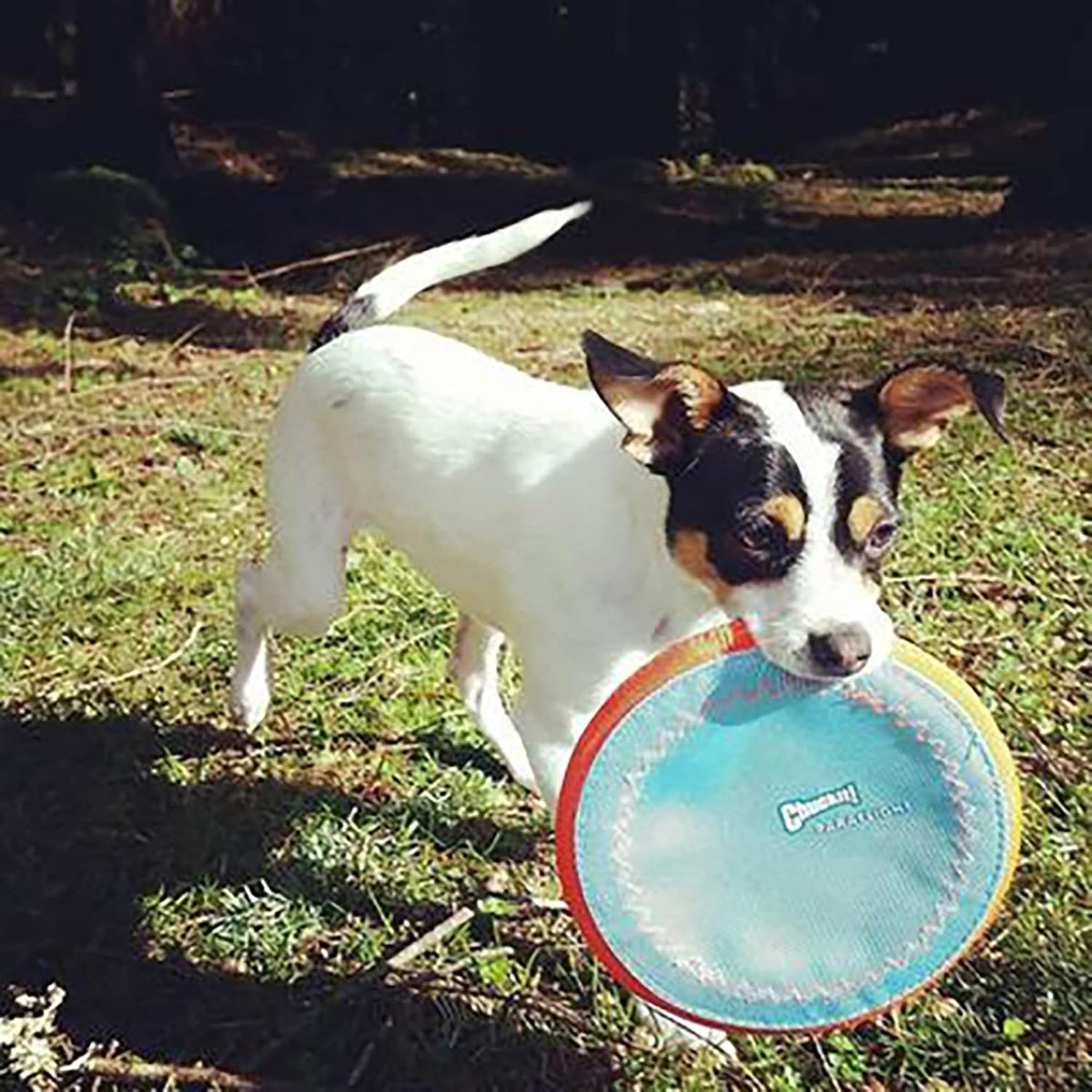 ! Paraflight Flying Disc Dog Toy, Floats, Size Large, 1 Pack