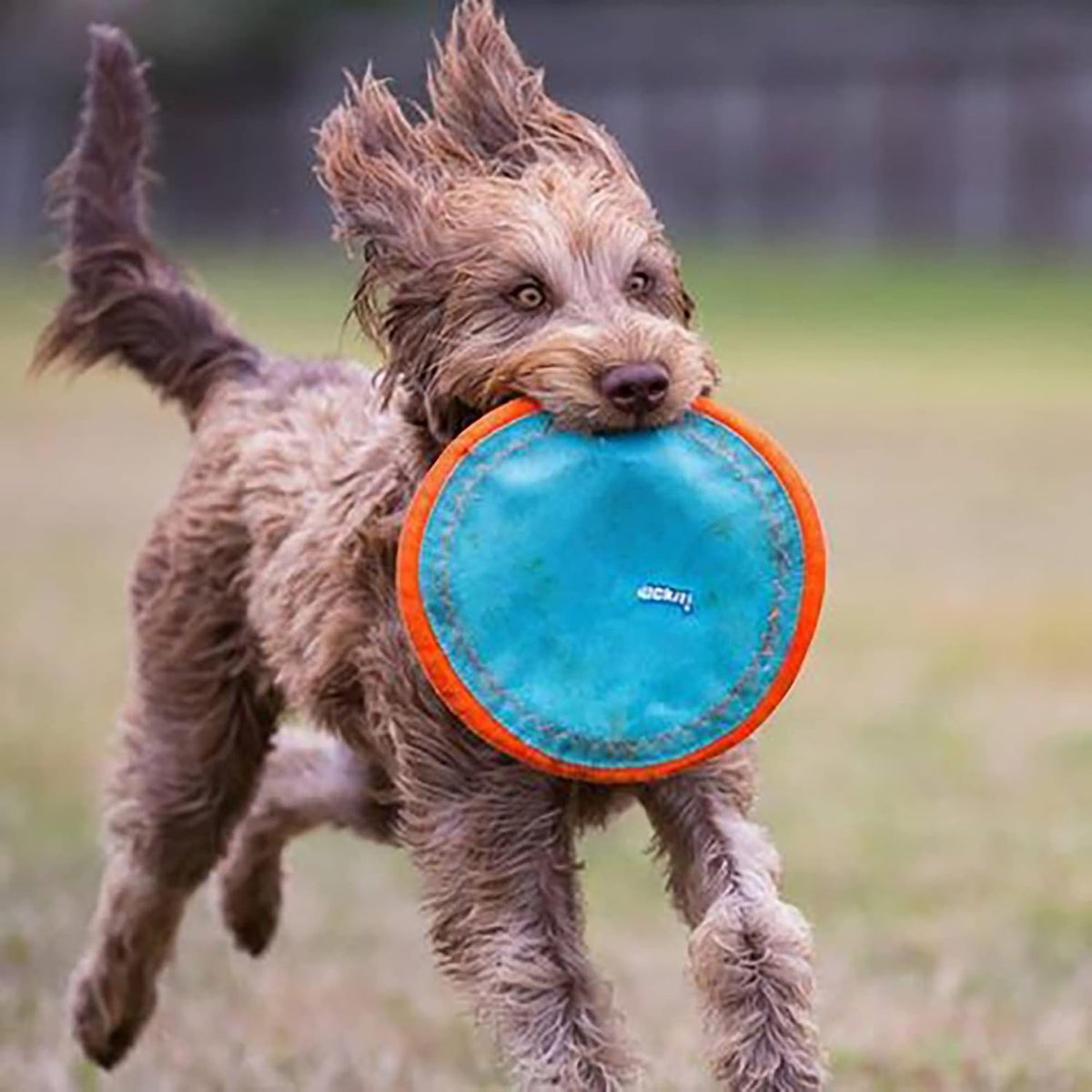 ! Paraflight Flying Disc Dog Toy, Floats, Size Large, 1 Pack