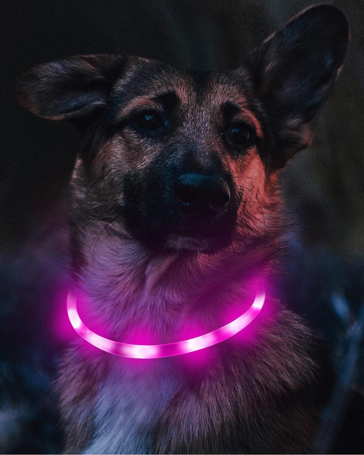 Light Up Dog Collar, LED Silicone Cut-to-Fit Rainproof, Purple