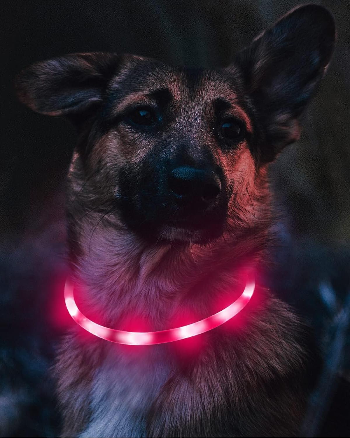 Light Up Dog Collar, LED Silicone Cut-to-Fit Rainproof, Purple