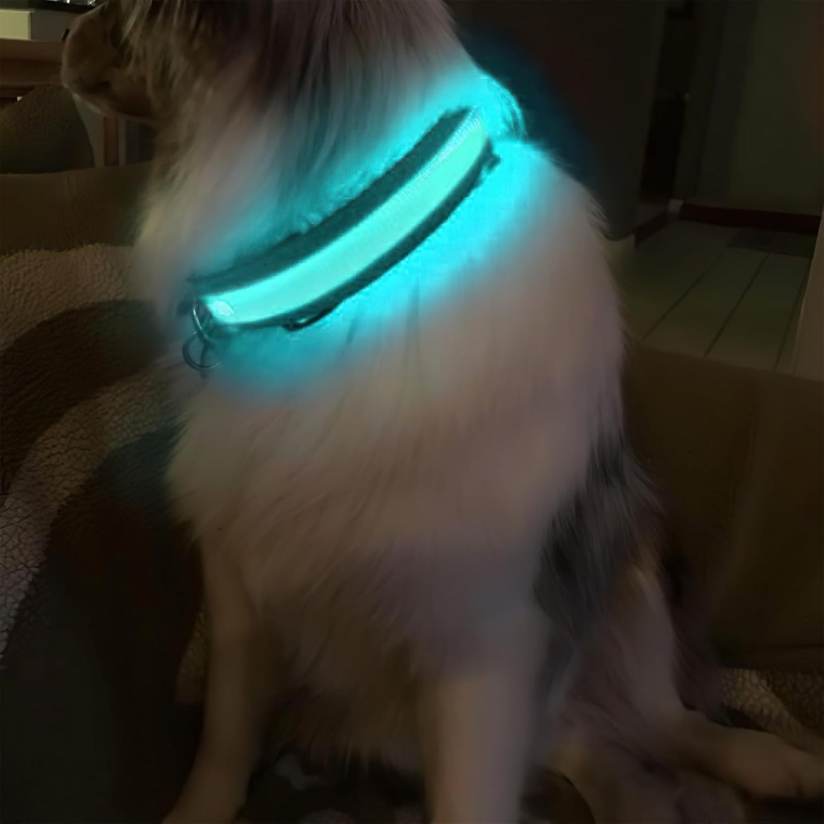 LED Dog Collar - Light Up Dog Collars Rechargeable - Waterproof Night Walking Glowing Dog Collar for Small, Medium, Large Dogs
