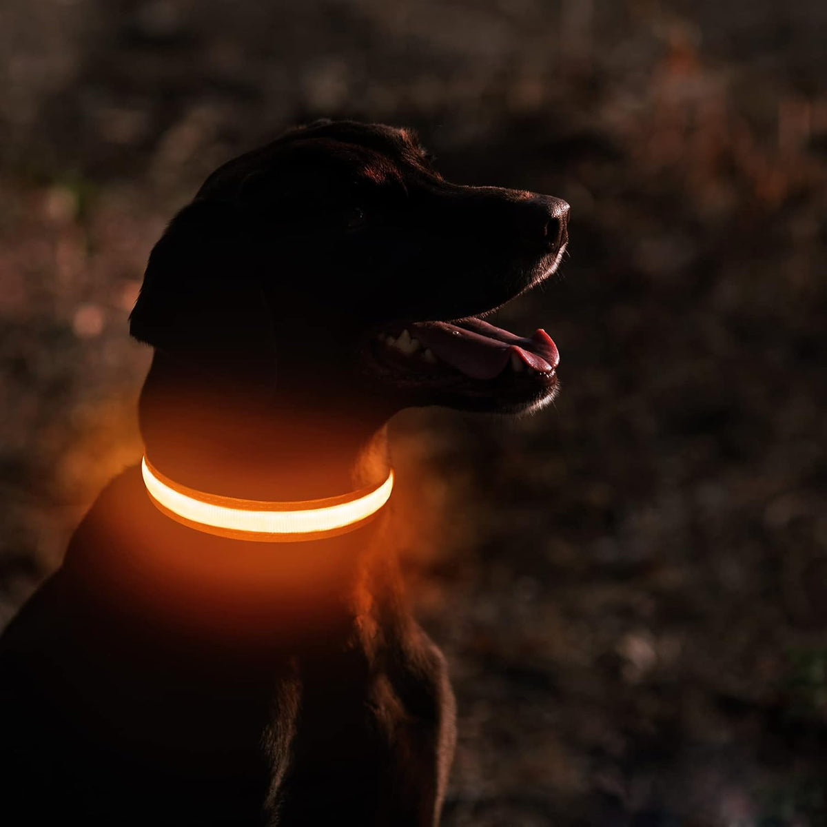 LED Dog Collar - Light Up Dog Collars Rechargeable - Waterproof Night Walking Glowing Dog Collar for Small, Medium, Large Dogs