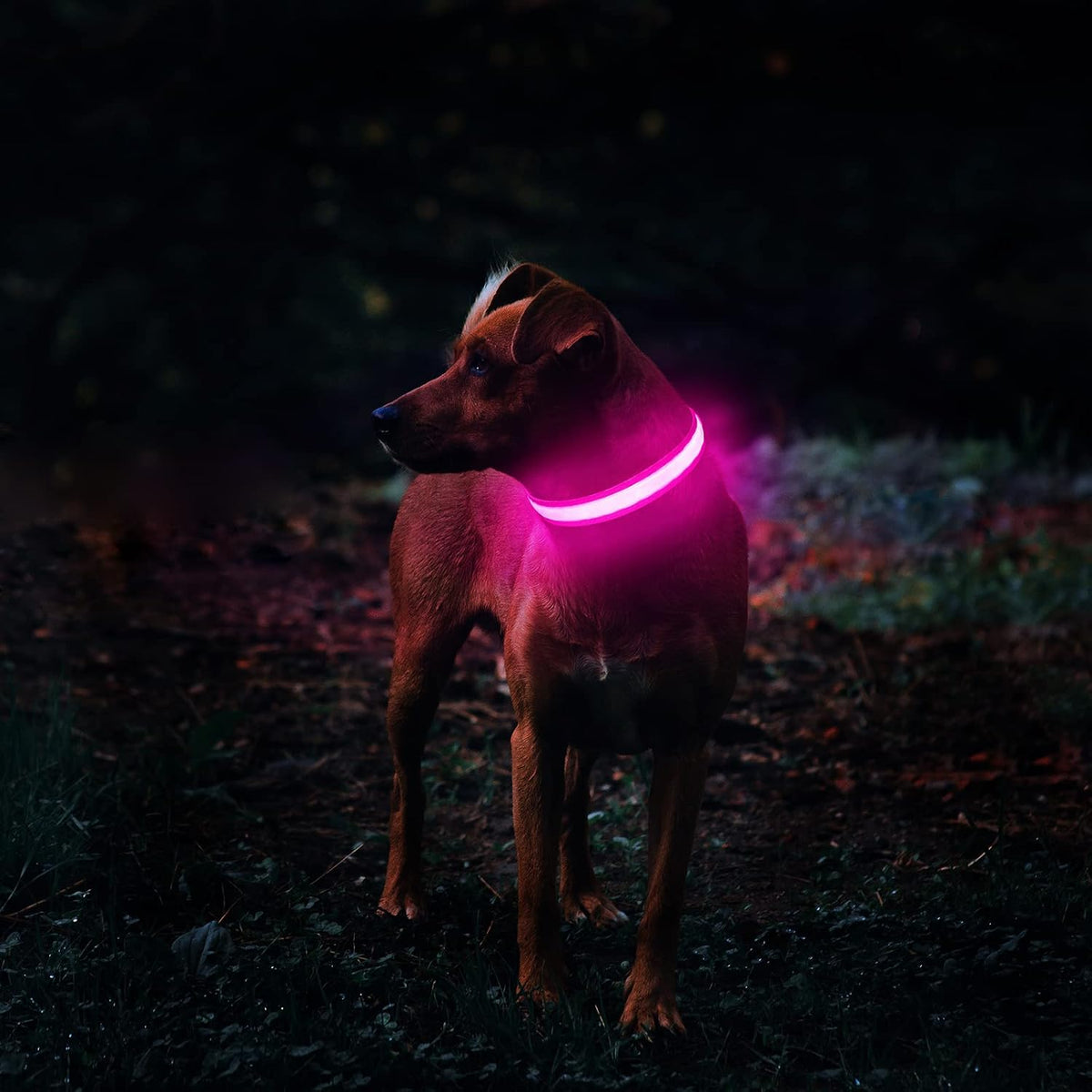 LED Dog Collar - Light Up Dog Collars Rechargeable - Waterproof Night Walking Glowing Dog Collar for Small, Medium, Large Dogs