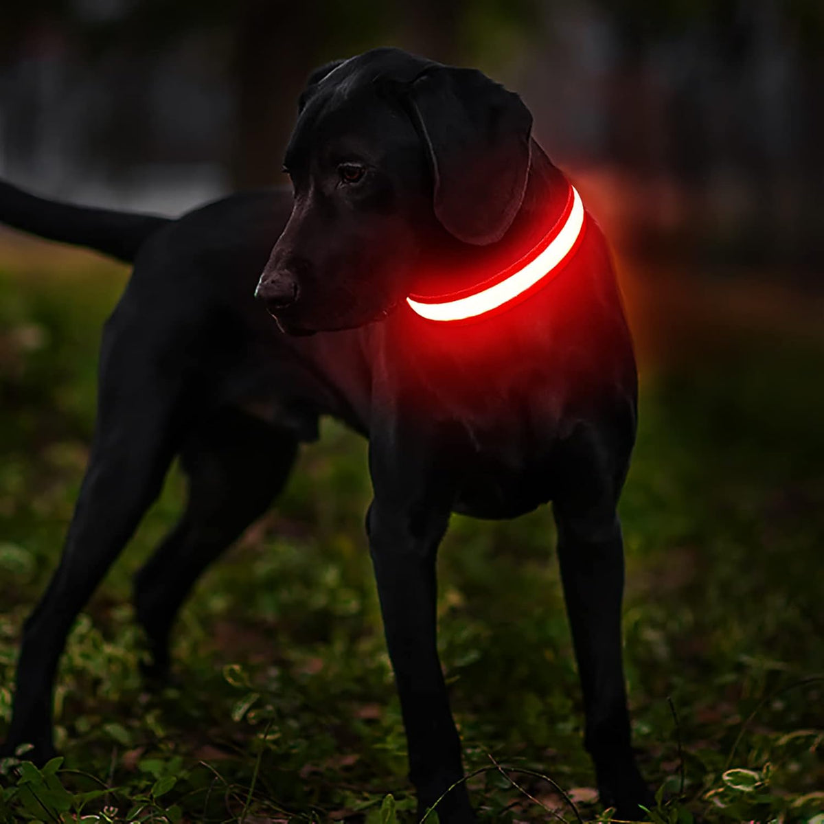 LED Dog Collar - Light Up Dog Collars Rechargeable - Waterproof Night Walking Glowing Dog Collar for Small, Medium, Large Dogs