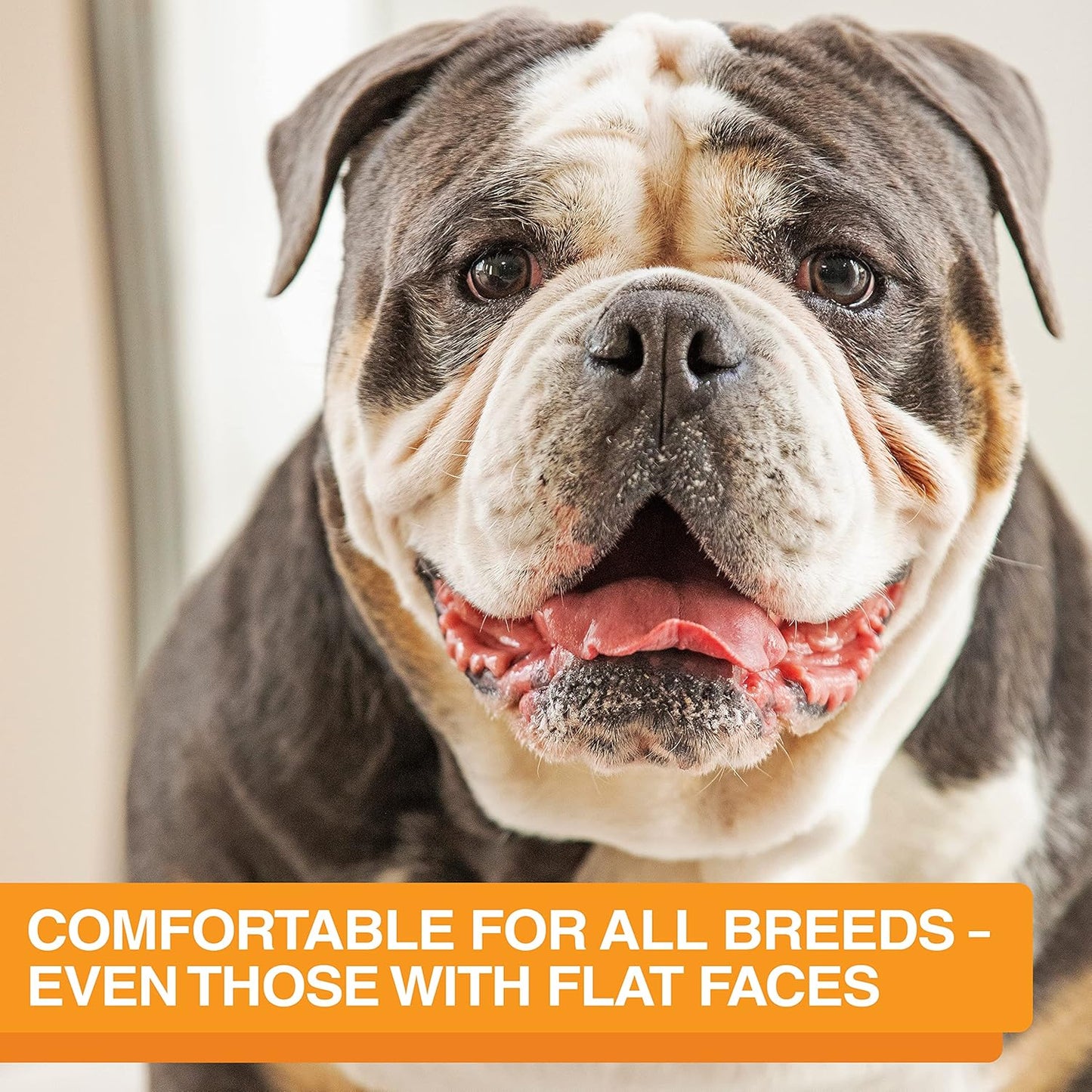 Neater Feeder Express Mess Proof Dog Bowls Elevated for Small Breeds under 15 Lb, Made in USA, No Spill Raised Dog Food Bowl Stand, Stainless Steel Food and Water Bowl Set, Feeding Station, Cappuccino