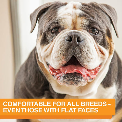 Neater Feeder Express Mess Proof Dog Bowls Elevated for Small Breeds under 15 Lb, Made in USA, No Spill Raised Dog Food Bowl Stand, Stainless Steel Food and Water Bowl Set, Feeding Station, Cappuccino