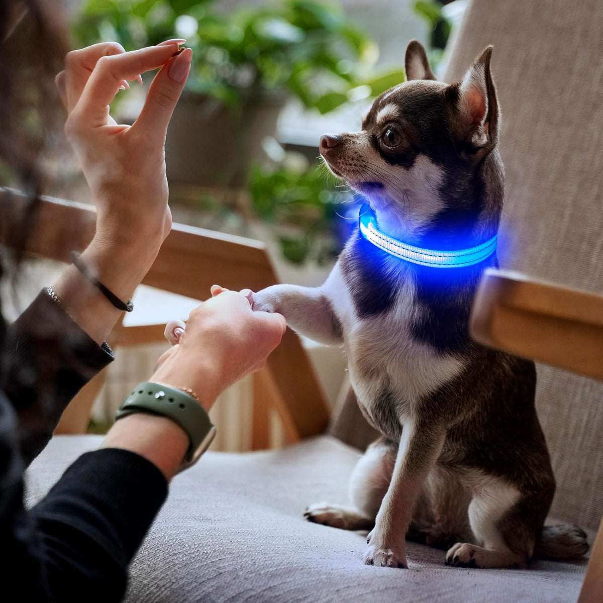 Light up Dog Collars, USB Rechargeable LED Dog Collar, Adjustable LED Cat Collar, Durable Flashing Collar for Cats, Puppy, Small, Medium, Large Dogs (Green, XS)
