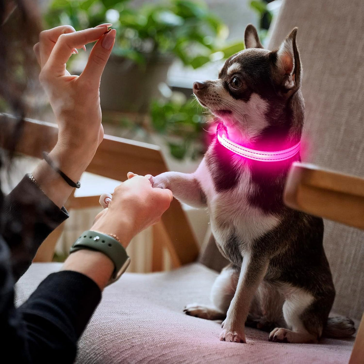 Light up Dog Collars, USB Rechargeable LED Dog Collar, Adjustable LED Cat Collar, Durable Flashing Collar for Cats, Puppy, Small, Medium, Large Dogs (Green, XS)