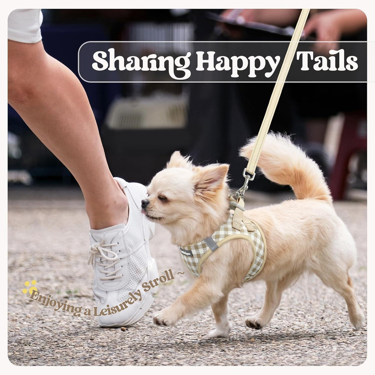 Dog Harness Small Sized and Leash Set, Step-in Puppy Pet Vest - Colors B