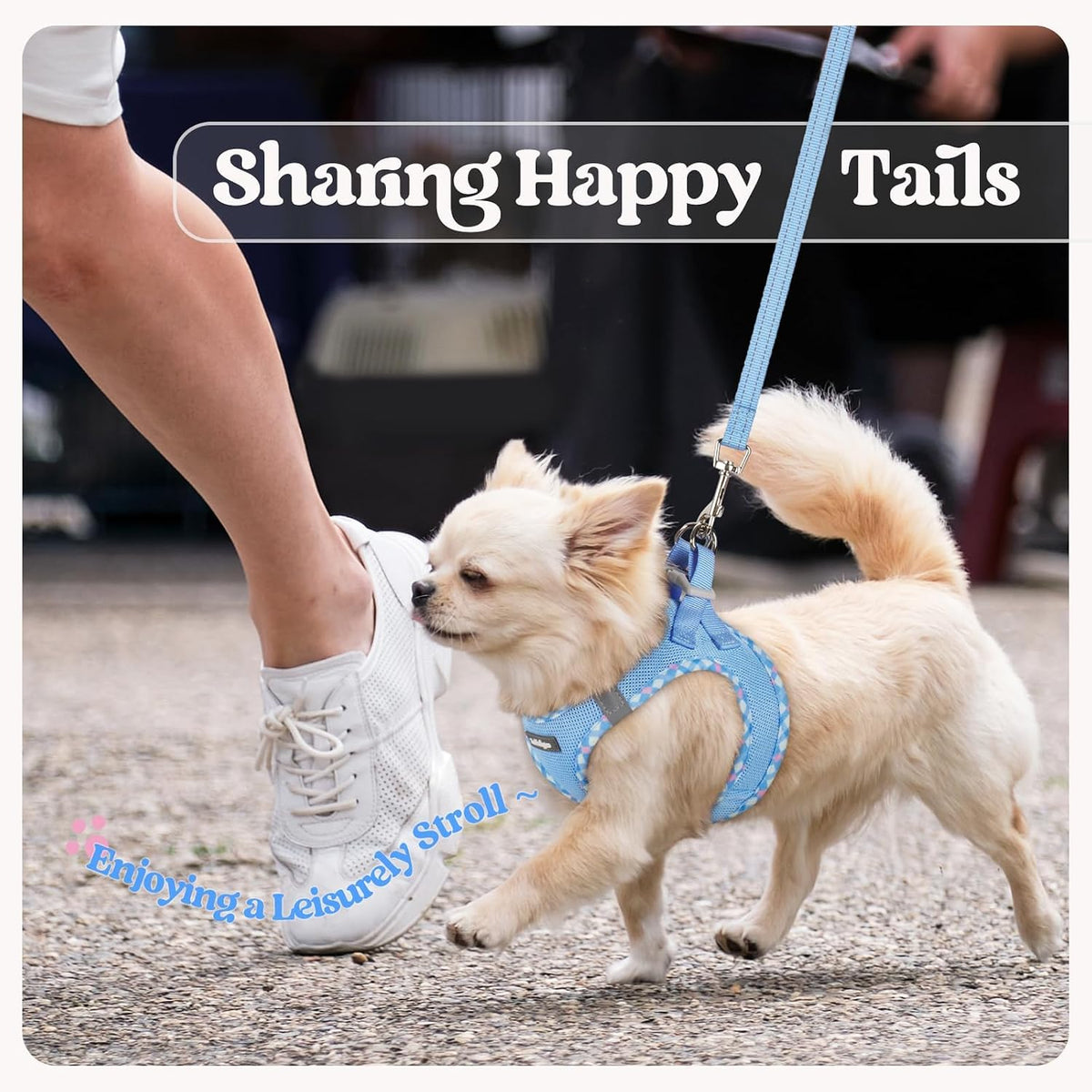 Dog Harness Small Sized and Leash Set, Step-in Puppy Pet Vest - Colors B