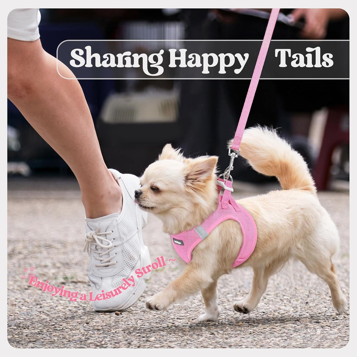 Dog Harness Small Sized and Leash Set, Step-in Puppy Pet Vest - Colors B