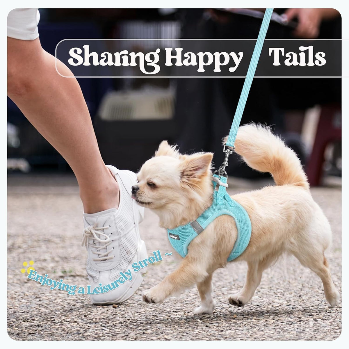 Dog Harness Small Sized and Leash Set, Step-in Puppy Pet Vest - Colors B
