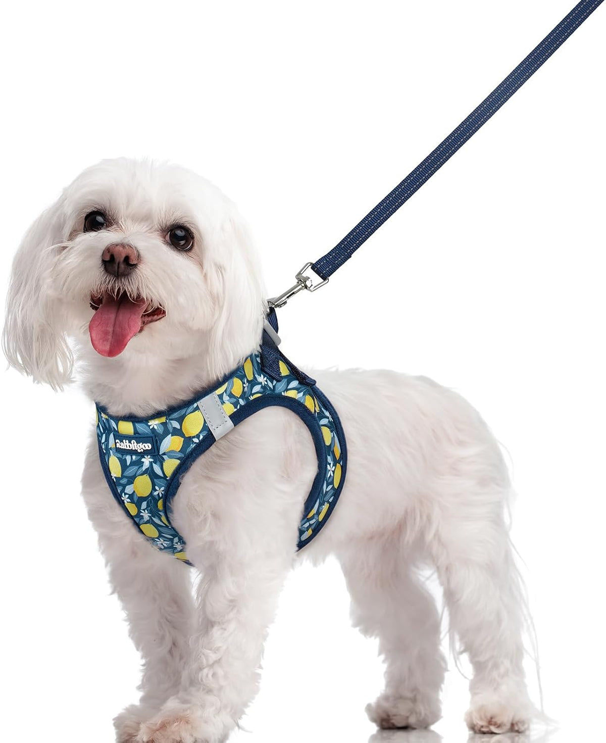 Dog Harness Small Sized and Leash Set, Step-in Puppy Pet Vest - Colors B