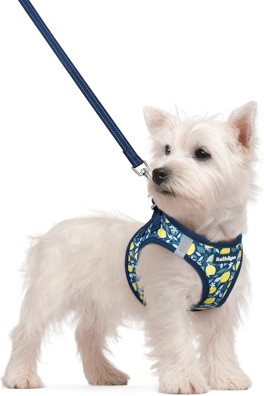 Dog Harness Small Sized and Leash Set, Step-in Puppy Pet Vest - Colors B