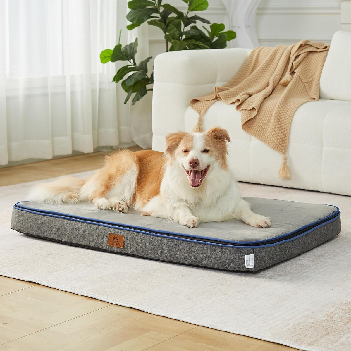 Orthopedic Memory Foam XXL Dog Bed - 6" Thick Beds for Extra Large Sized Dog - Waterproof Removable Washable Cover & Wrap-Around Zipper - Ultimate Comfort & Easy Maintenance, Dary Grey