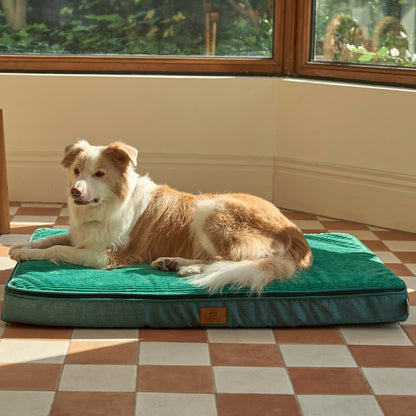 Orthopedic Memory Foam XXL Dog Bed - 6" Thick Beds for Extra Large Sized Dog - Waterproof Removable Washable Cover & Wrap-Around Zipper - Ultimate Comfort & Easy Maintenance, Dary Grey